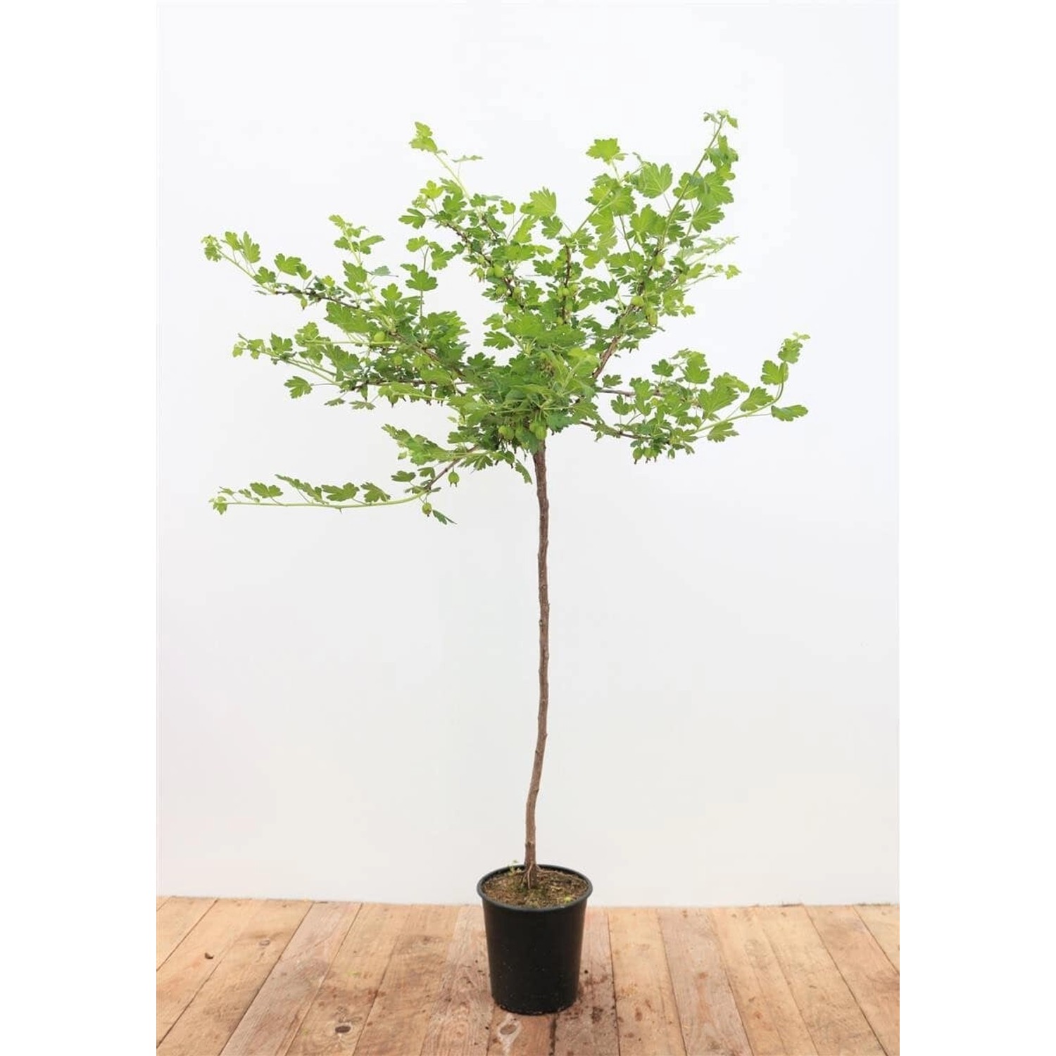 Ribes Uva-Crispa Hinnonmäki Gelb Stachelbeere Gelb 90 Cm Stammhöhe günstig online kaufen