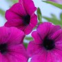 Nahaufnahme von pinkfarbenen Petunien-Blüten (10er-Set Petunia grandiflora) für Balkon und Terrasse.