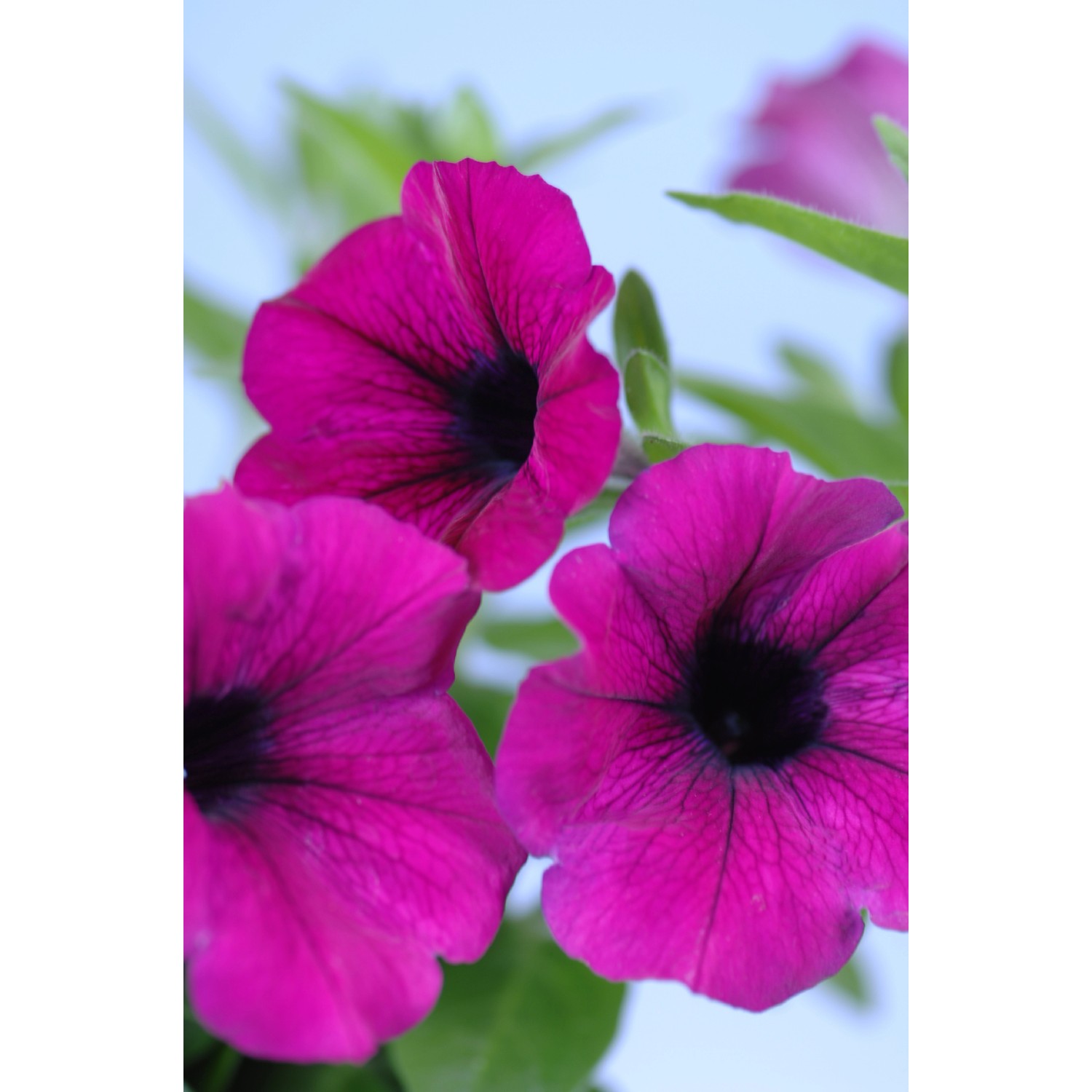 Nahaufnahme von pinkfarbenen Petunien-Blüten (10er-Set Petunia grandiflora) für Balkon und Terrasse.