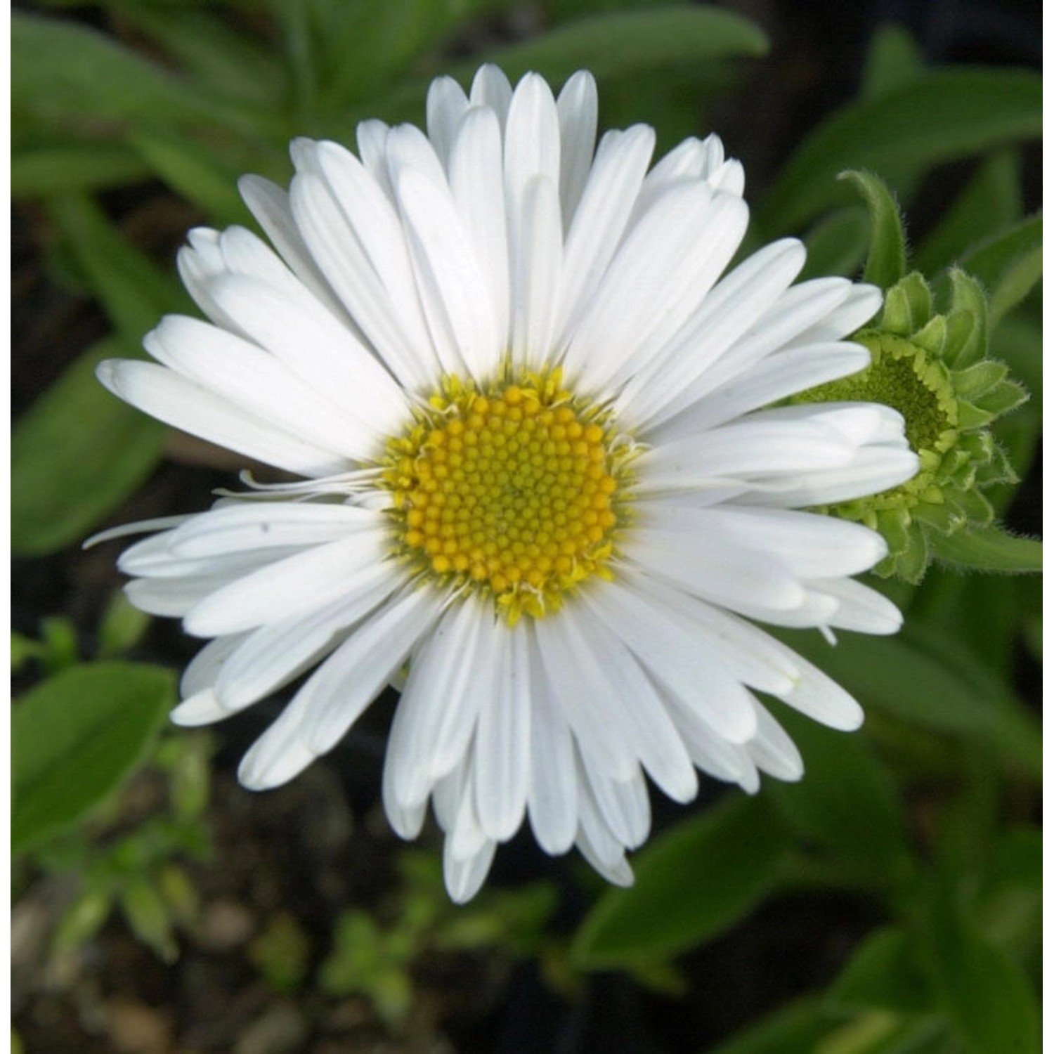 Alpenaster Albus - Aster alpinus günstig online kaufen