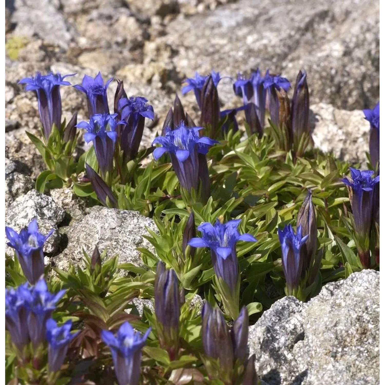 Sommerenzian - Gentiana septemfida