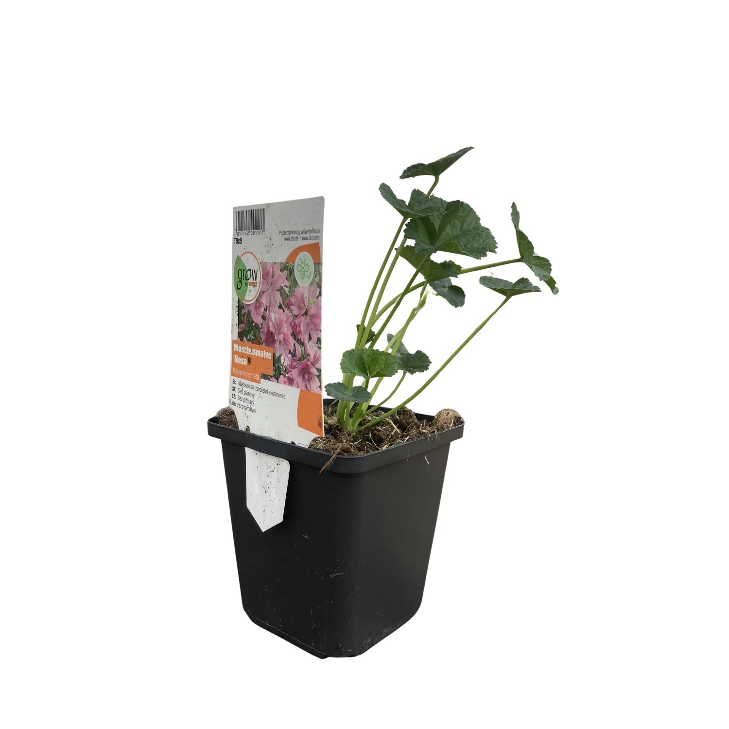 GROW by OBI Moschus-Malve Rosa Topf-Ø ca. 9 cm x 9 cm Malva moschata