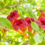 Leuchtend rote Trompetenblüten der Campsis Radicans Flamenco Kletterpflanze mit grünen Blättern.