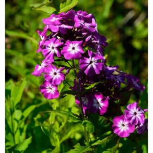 Nahaufnahme der Hohen Flammenblume 'Wenn schon denn schon' (Phlox paniculata) mit violetten Blüten.