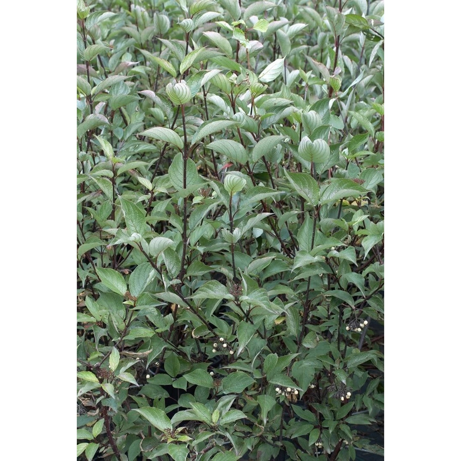Cornus Alba Kesselringii Hartriegel Dunkelrot 150–200 cm günstig online kaufen