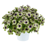 GROW by OBI Petunie Amazonas im Topf, grün-weiß mit violett-purpurner Mitte.