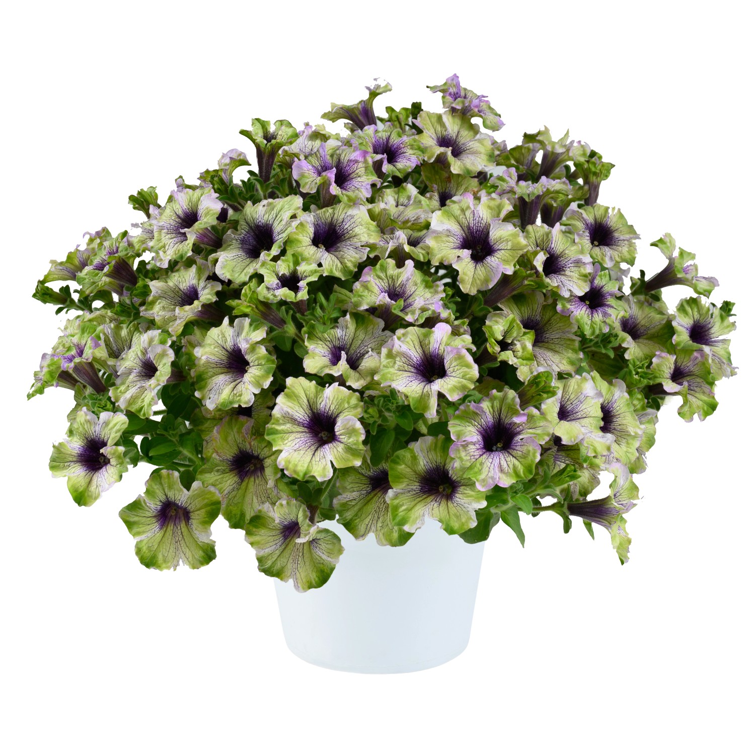 GROW by OBI Petunie Amazonas im Topf, grün-weiß mit violett-purpurner Mitte.