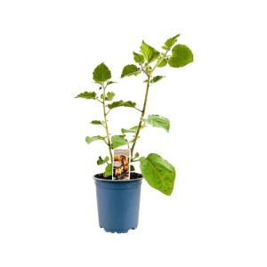 Physalis Andenbeere im Topf, essbare Beeren für Garten und Balkon.