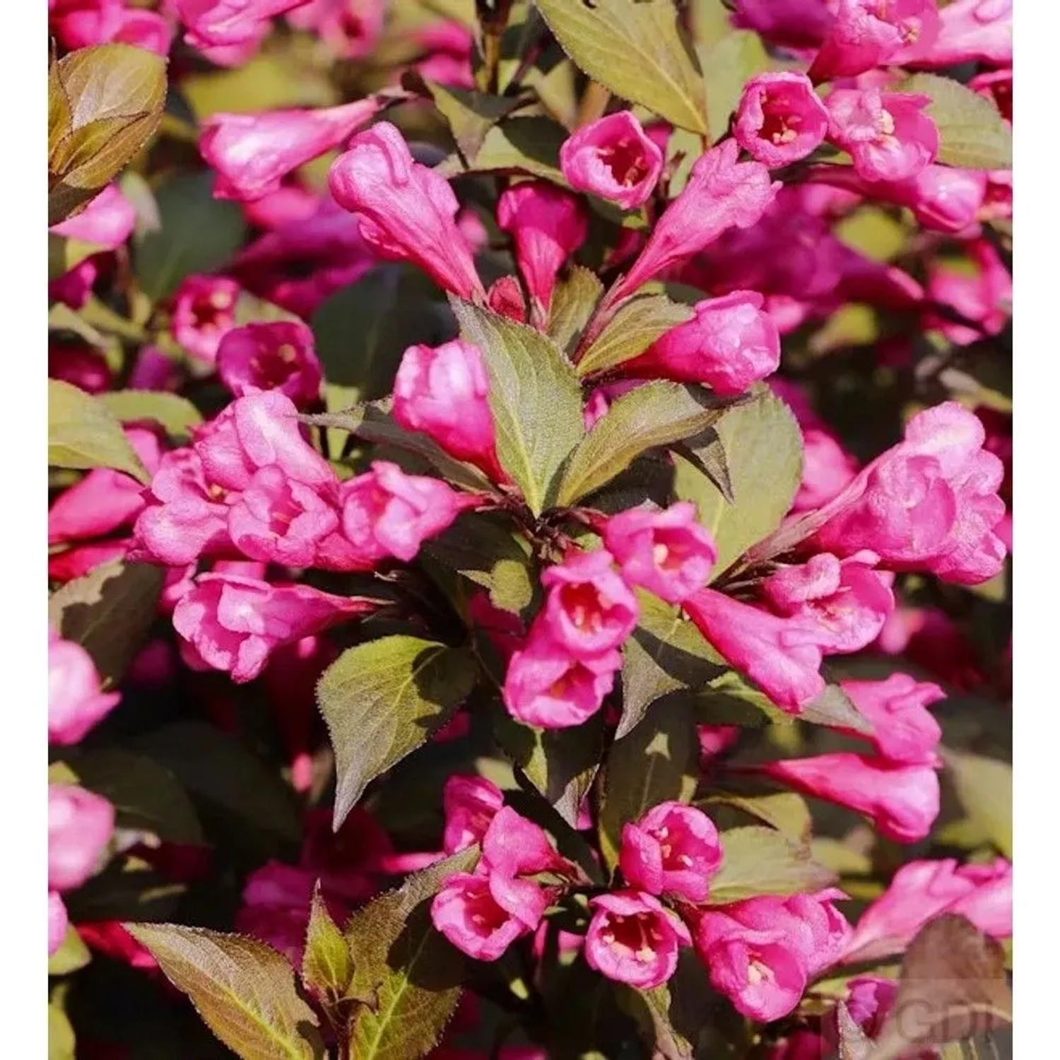 Weigelie Victoria 60-80cm - Weigela florida