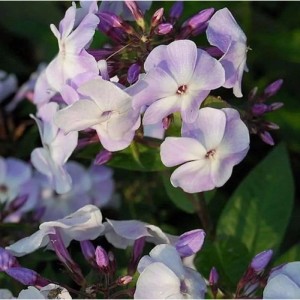 Nahaufnahme der violetten Blüten der Hohen Flammenblume 'Violetta Gloriosa' (Phlox Paniculata).