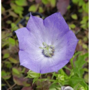 Nahaufnahme einer lila Karpaten-Glockenblume (Campanula carpatica) im Garten.