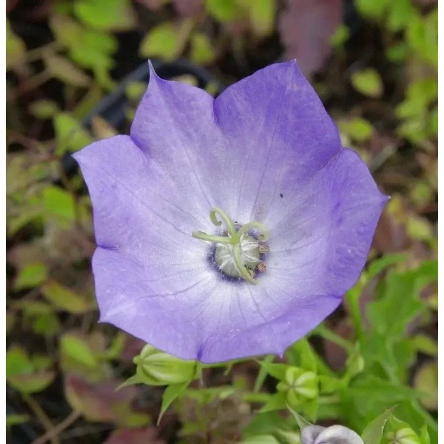 Karpaten Glockenblume Karpatenkrone - Campanula carpatica