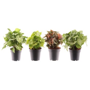 Verschiedene GROW by OBI Purpurtuten (Syngonium) im Topf, ca. 30-35 cm hoch, unterschiedliche Blattfarben.