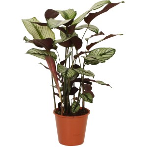 GROW by OBI Korbmarante Whitestar im Topf, ca. 70-85 cm hoch, mit grün-weiß gestreiften Blättern.