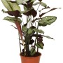 GROW by OBI Korbmarante Whitestar im Topf, ca. 70-85 cm hoch, mit grün-weiß gestreiften Blättern.