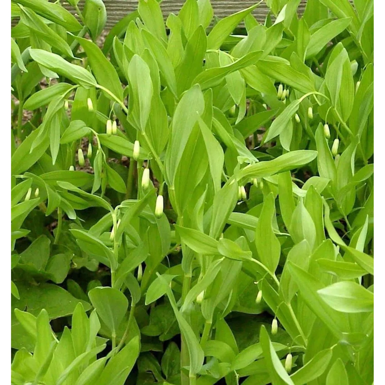 Duftender Salomonssiegel - Polygonatum odoratum