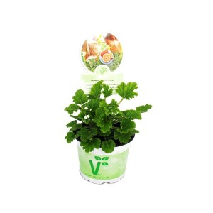 Duftgeranie 'Orange' im Topf: Pelargonia Odorata Hybrid als grüne Stehpflanze mit orangem Duft.