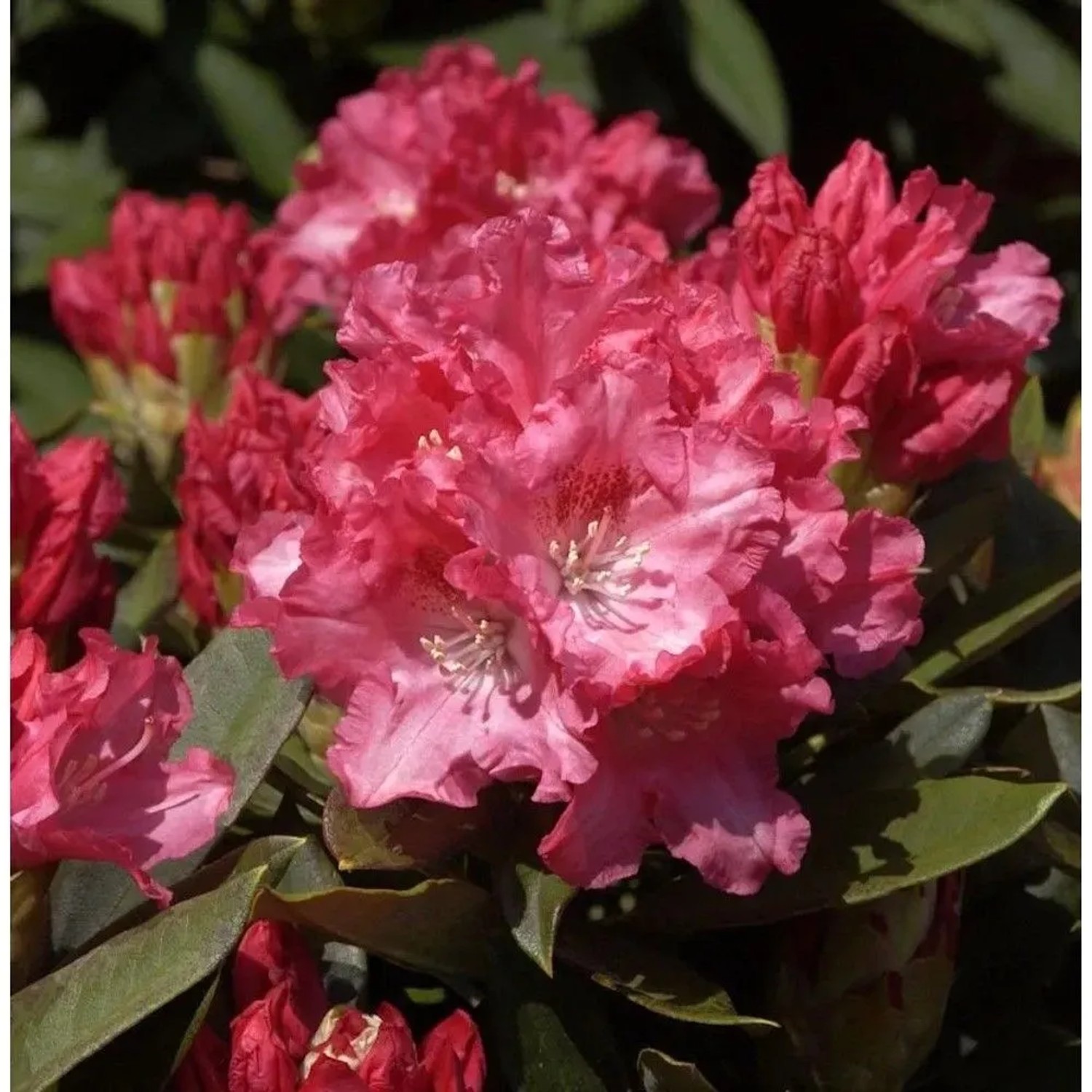 Image of Rhododendron Tina Heinje 50-60cm - Alpenrose