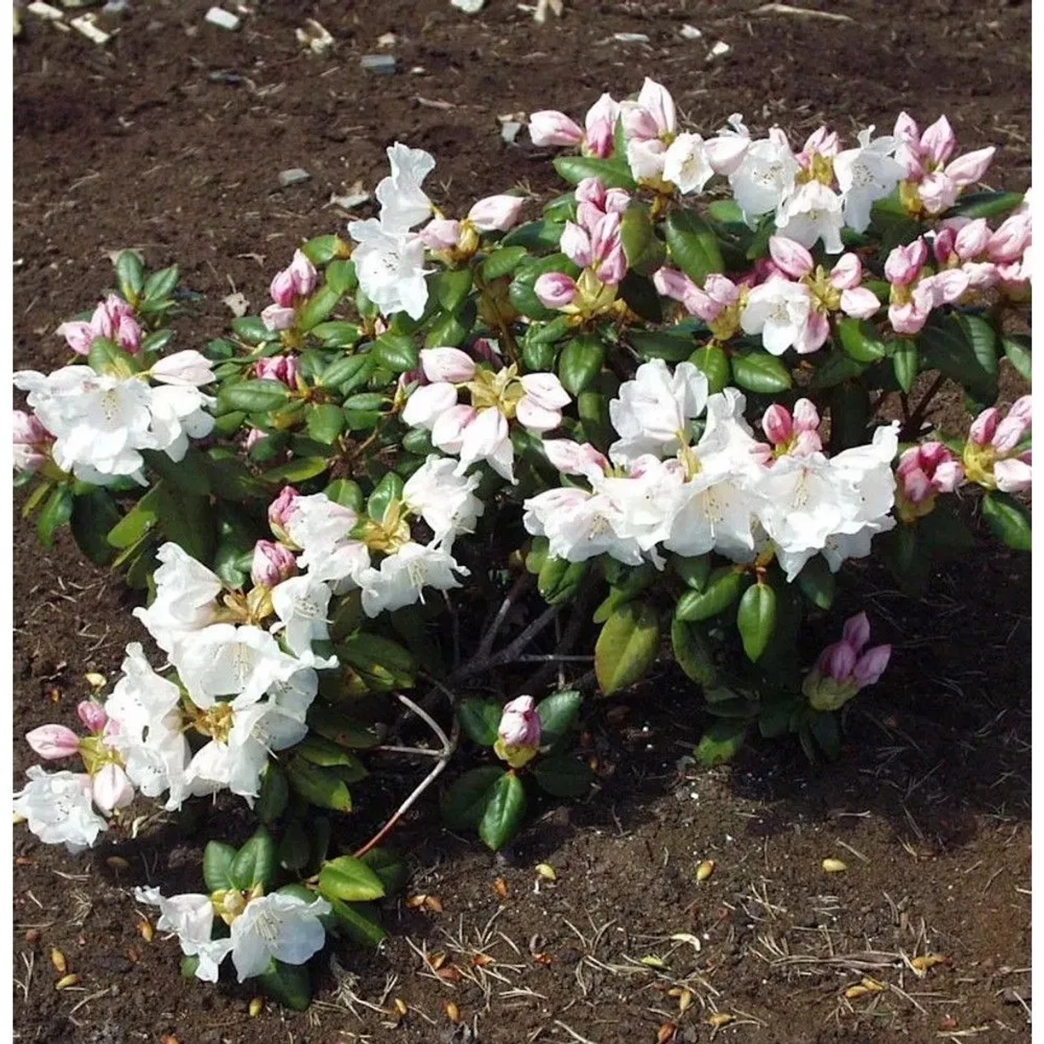 Image of Rhododendron Gartendirektor Rieger 30-40cm - Rhododendron williamsianum