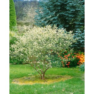 Aronia Arbutifolia Apfelbeere (60–100 cm) mit weißen Blüten im Garten.