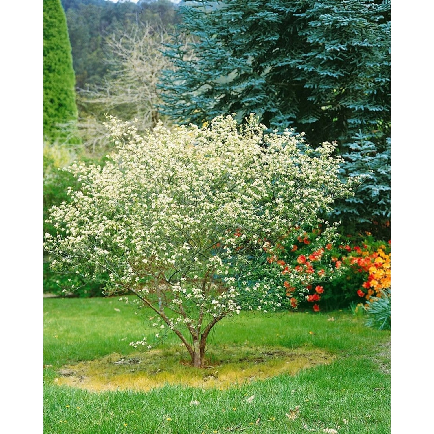 Aronia Arbutifolia Rote Apfelbeere 60–100 Cm Dekorative Früchte günstig online kaufen