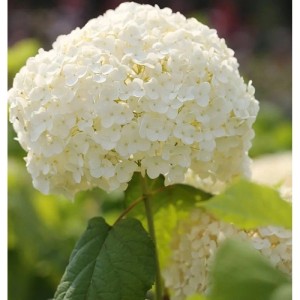 Ballhortensie Strong Annabelle 30-40cm - Hydrangea arborescens