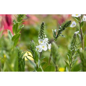 Nahaufnahme des Veronica Gentianoides Ehrenpreis mit weißen Blüten im grünen Topf.