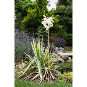 Palmlilie Yucca Filamentosa mit weißen Blüten im Garten, Stauden-Solitärpflanze.