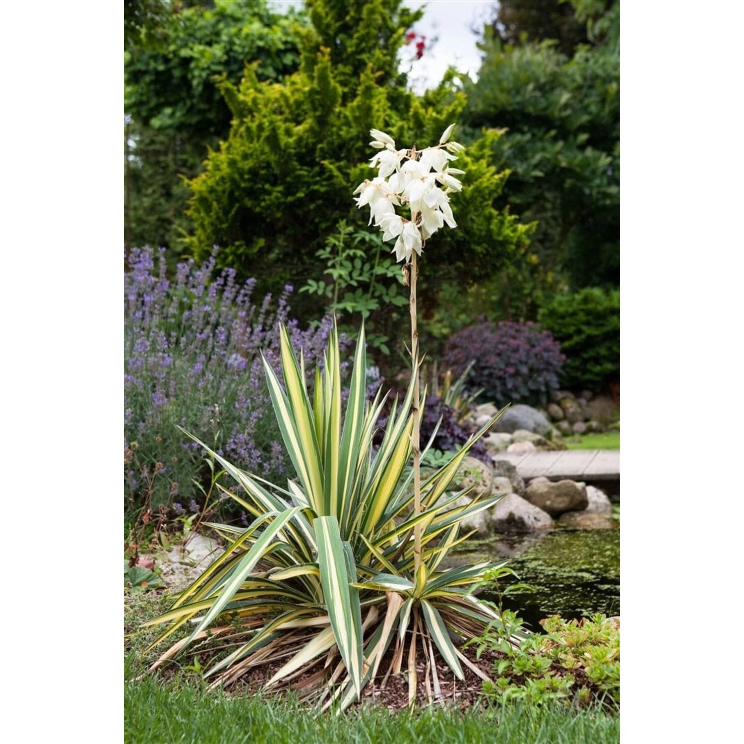 Yucca Filamentosa Palmlilie Ca. 11x11 cm Topf günstig online kaufen
