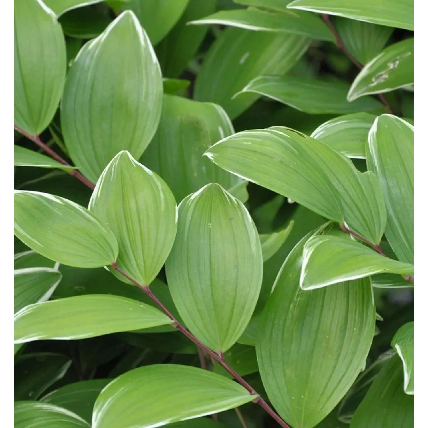 Duftender Salomonssiegel Variegatum - Polygonatum odoratum