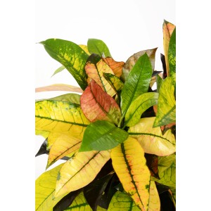 Kroton Mrs. Iceton, eine Grünpflanze mit mehrfarbig gemusterten Blättern im Topf.