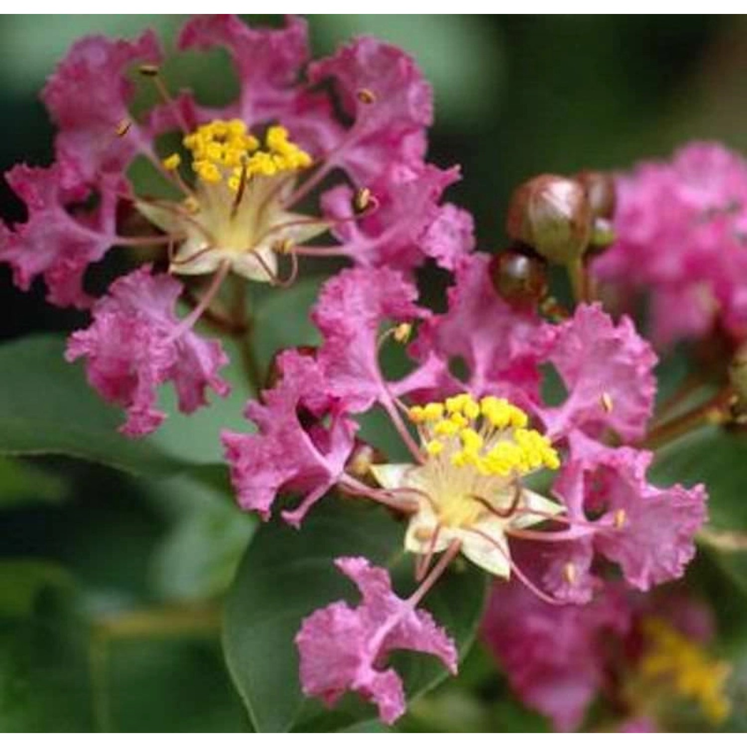 Chinesische Kräuselmyrte Violet d Ete 40-60cm - Lagerstroemia indica günstig online kaufen