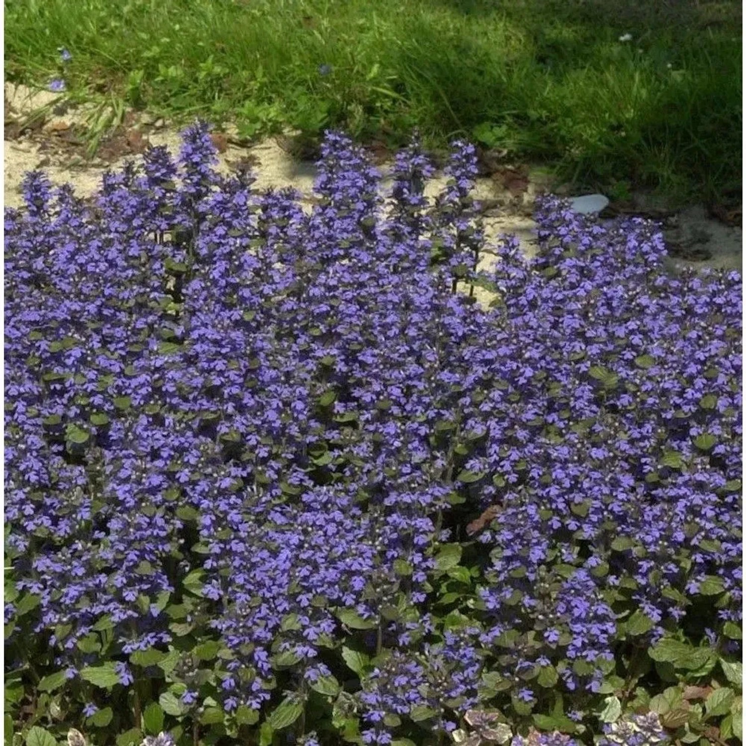 Günsel Burgundy Glow - Ajuga reptans