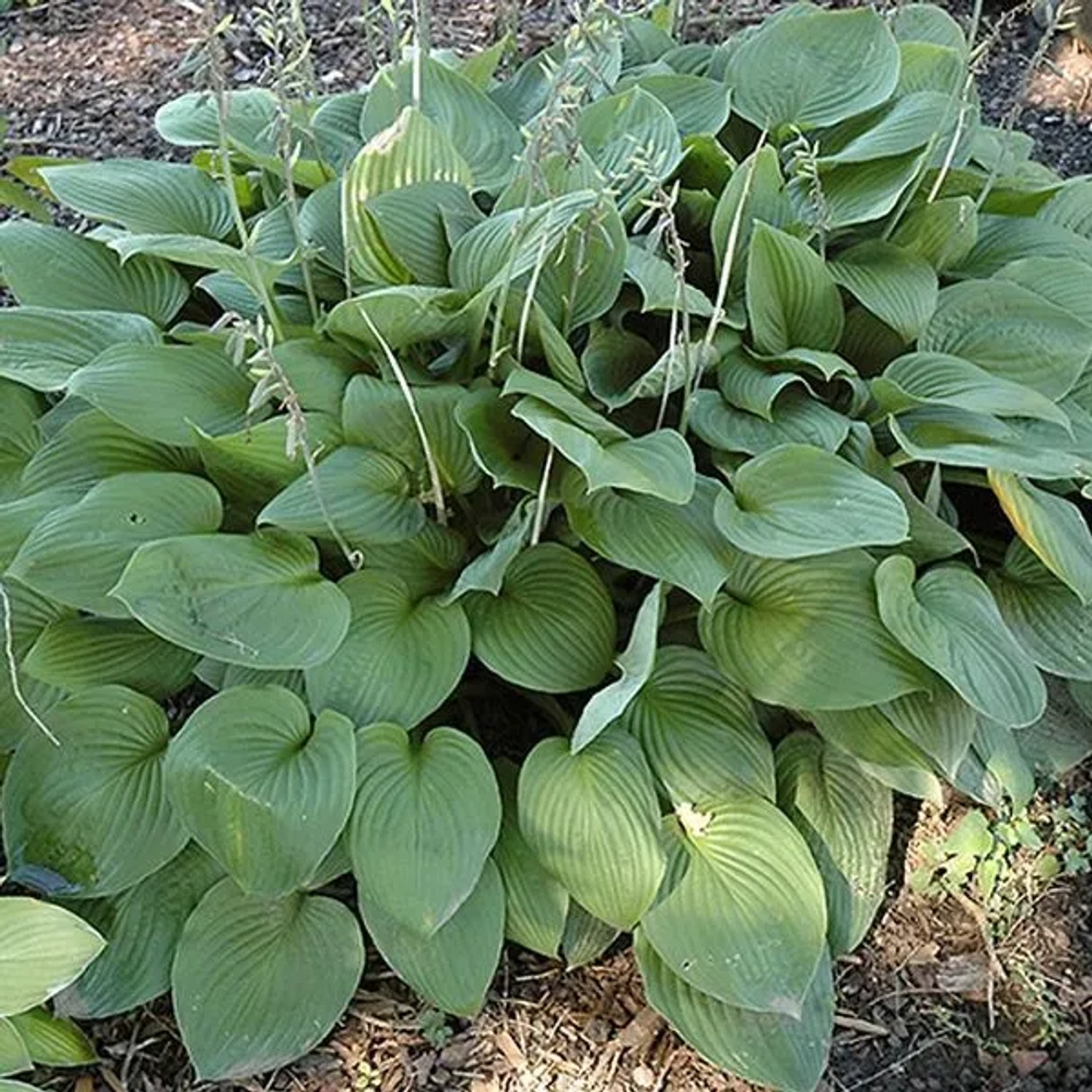 6 x Funkie 'Obscura' Hosta fortunei Topf 9cm Herzförmige Blätter