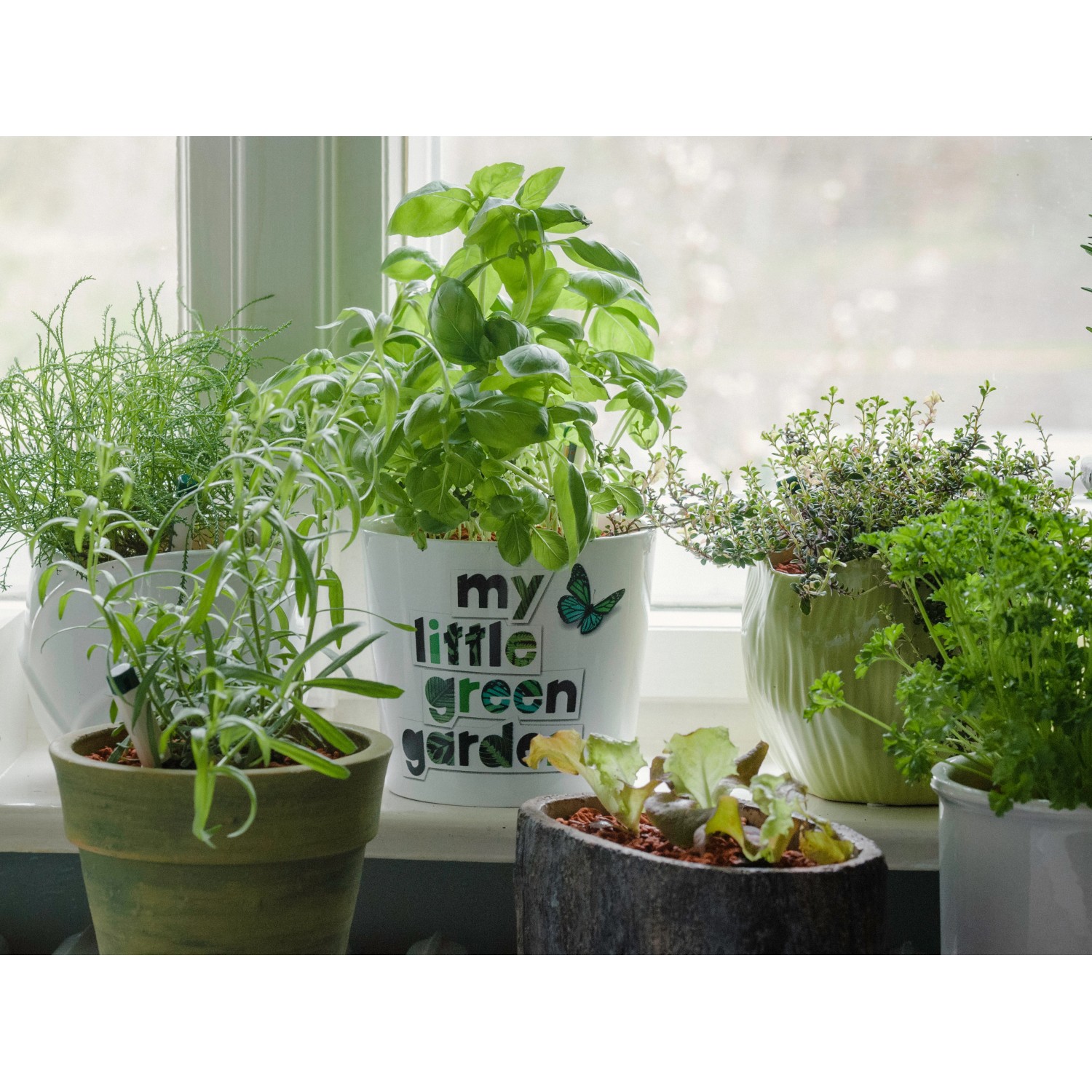 Verschiedene Kräuter und Pflanzen in Töpfen, gedüngt mit Seramis Bio-Vitalkur.