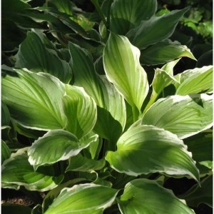 Schmalblattfunkie Albomarginata (Hosta undulata) mit grün-weißen Blättern.