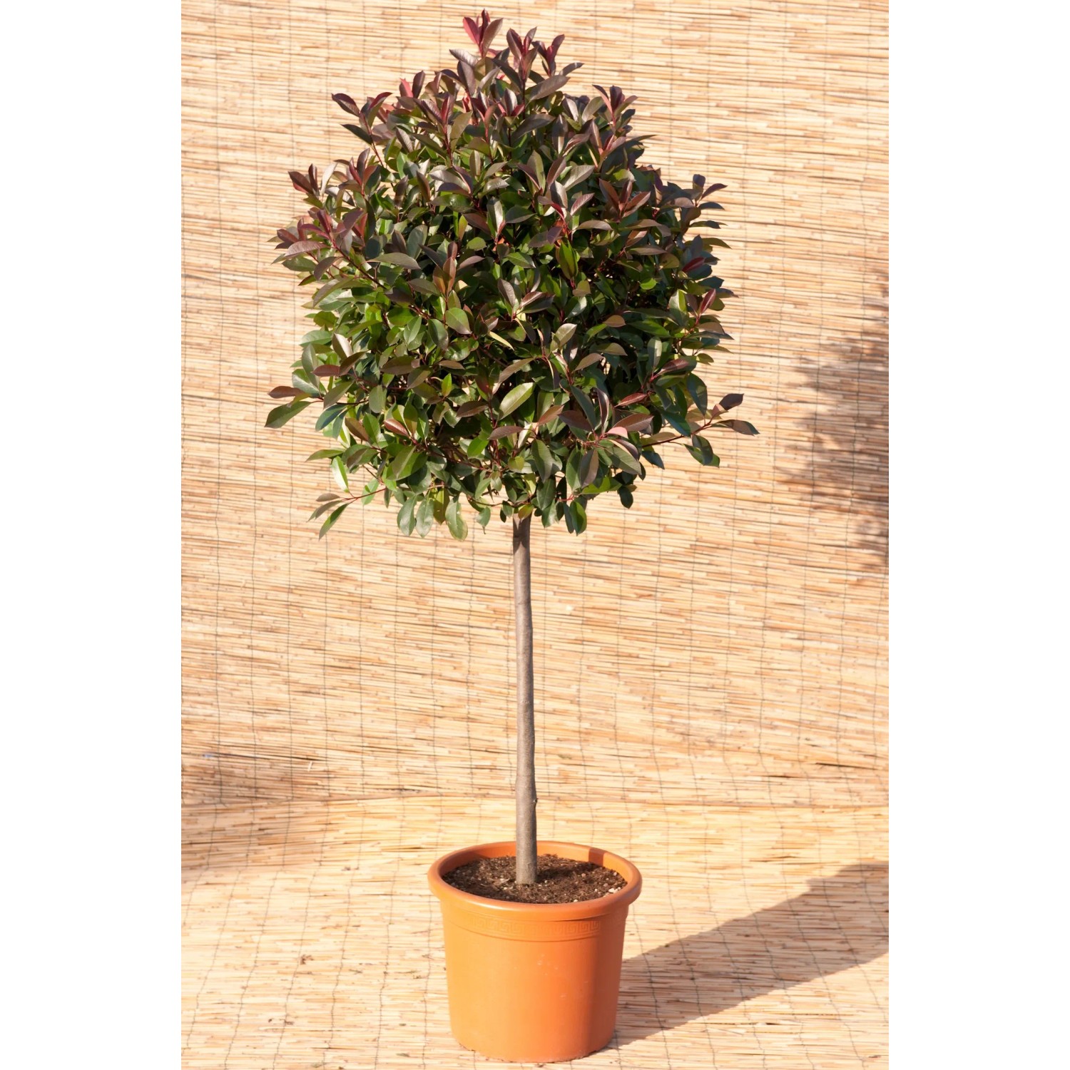 GROW by OBI Immergrne Glanzmispel "Pink Marble" 60-80 cm 15 l kaufen bei  OBI