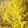 Leuchtend gelbe Forsythie Week-End -R- mit üppigen Blüten im Detail.
