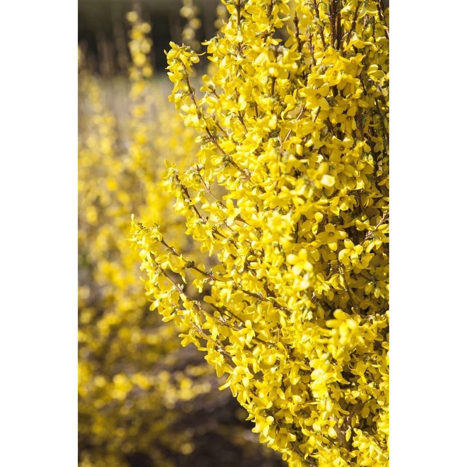 Forsythia Week-End -R- Forsythie Leuchtend Gelb 60–100 cm günstig online kaufen
