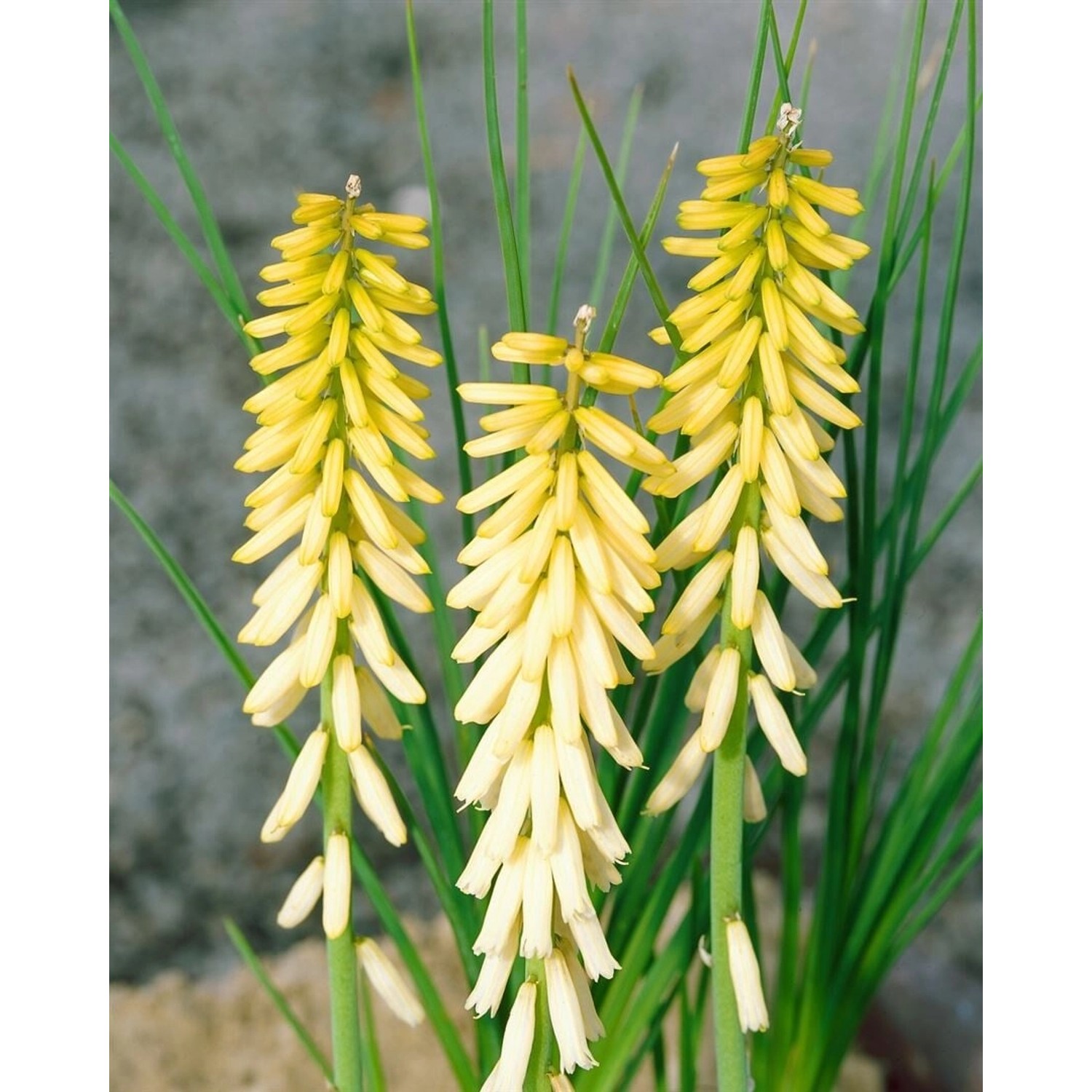 Kniphofia Uvaria Fackellilie Little Maid Ca 11x11 cm Topf günstig online kaufen