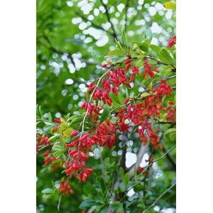 Berberitze (Berberis vulgaris) mit roten Beeren, Heckenpflanze für den Garten.