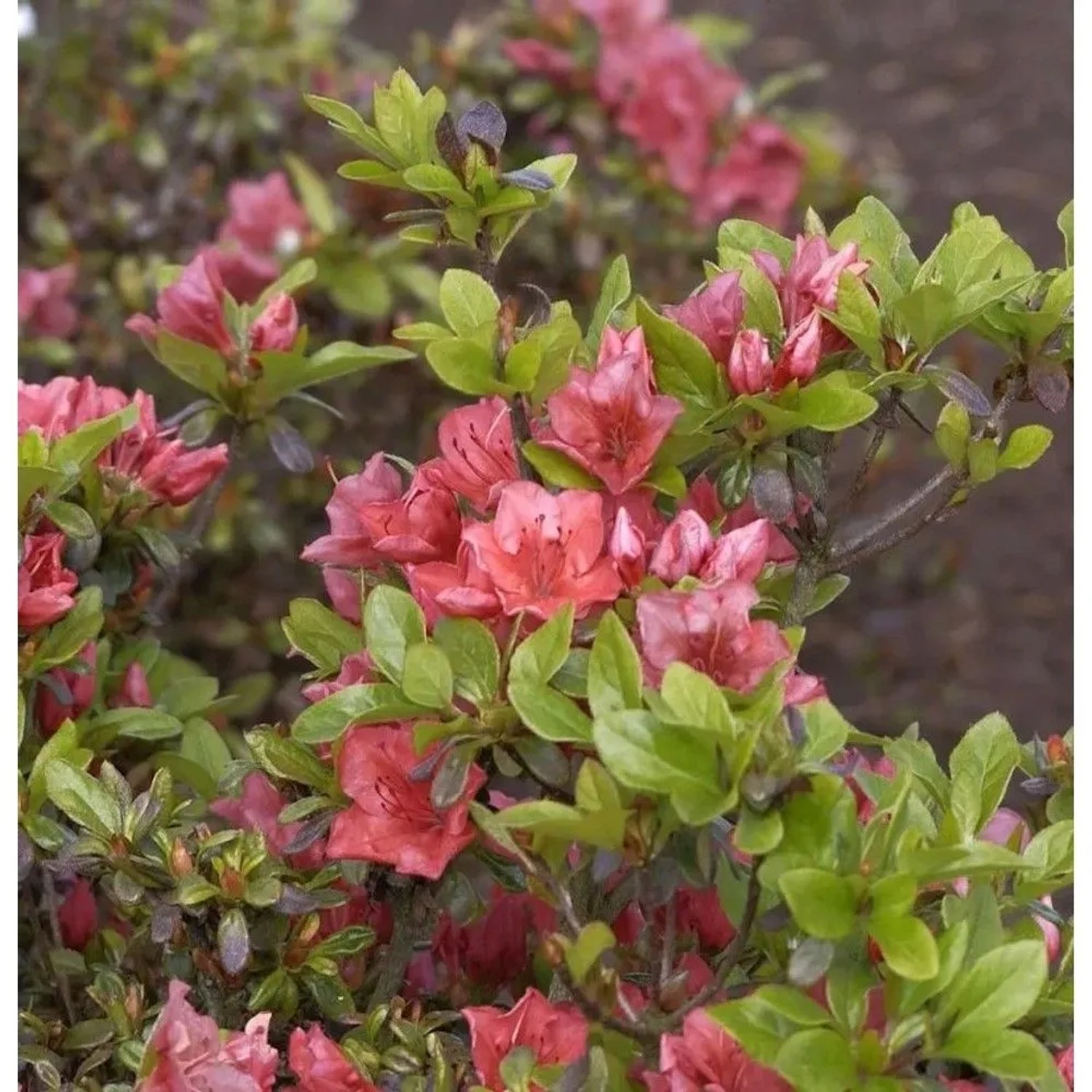 Japanische Azalee Hatsugin 15-20cm - Rhododendron obtusum - Zwerg Alpenrose