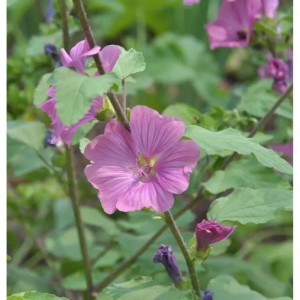 Buschmalve Lavatera Olbia 'Burgundy Wine' Staude mit großer, pink-violetter Blüte und grünen Blättern.
