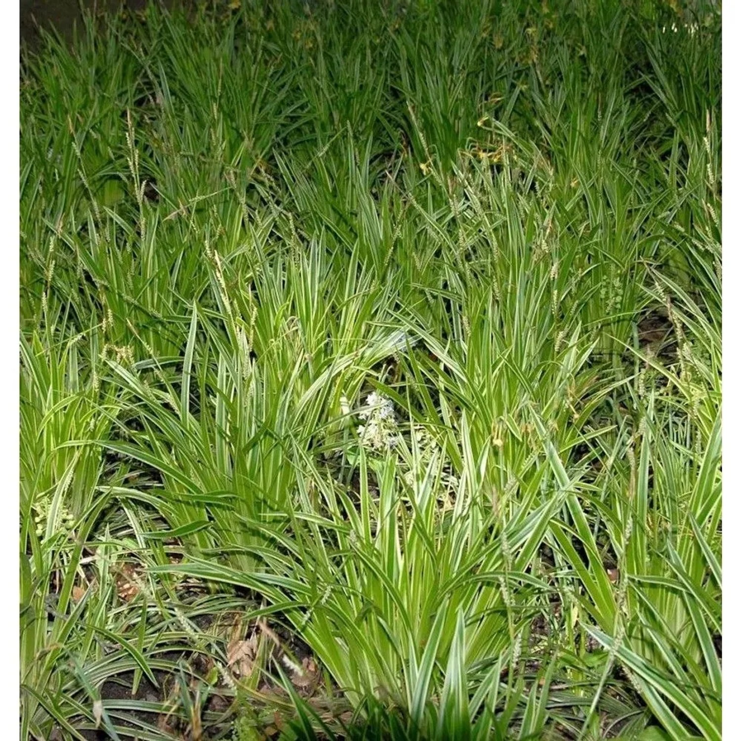 Teppich Japan Segge Goldband - Carex foliosissima