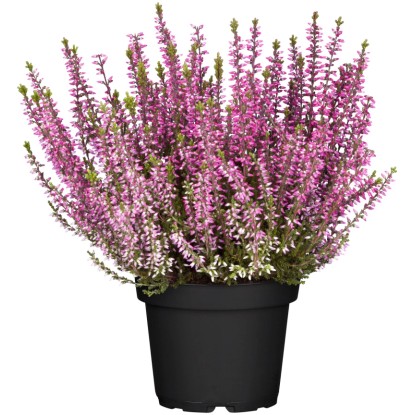 Besenheide Topf-Ø ca. 11 cm Calluna Vulgaris