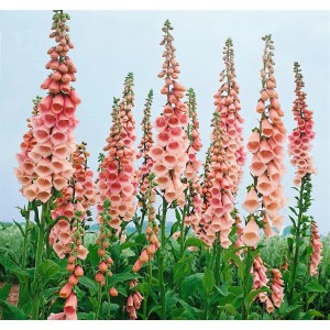 Apricotfarbener Digitalis Purpurea Fingerhut im 9x9 cm Topf, blühende Zimmerpflanze.