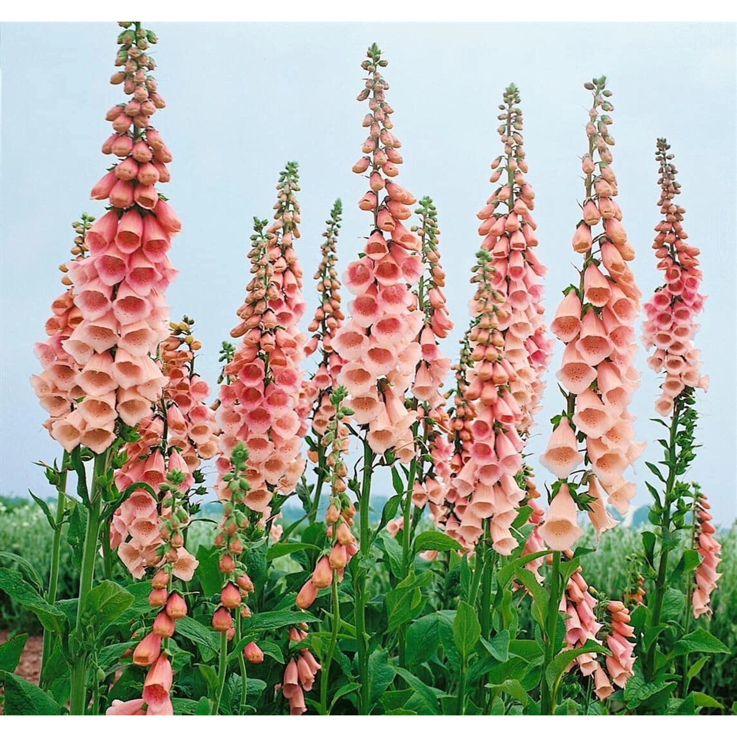 Digitalis Purpurea Fingerhut Apricot Ca. 9x9 cm Topf günstig online kaufen