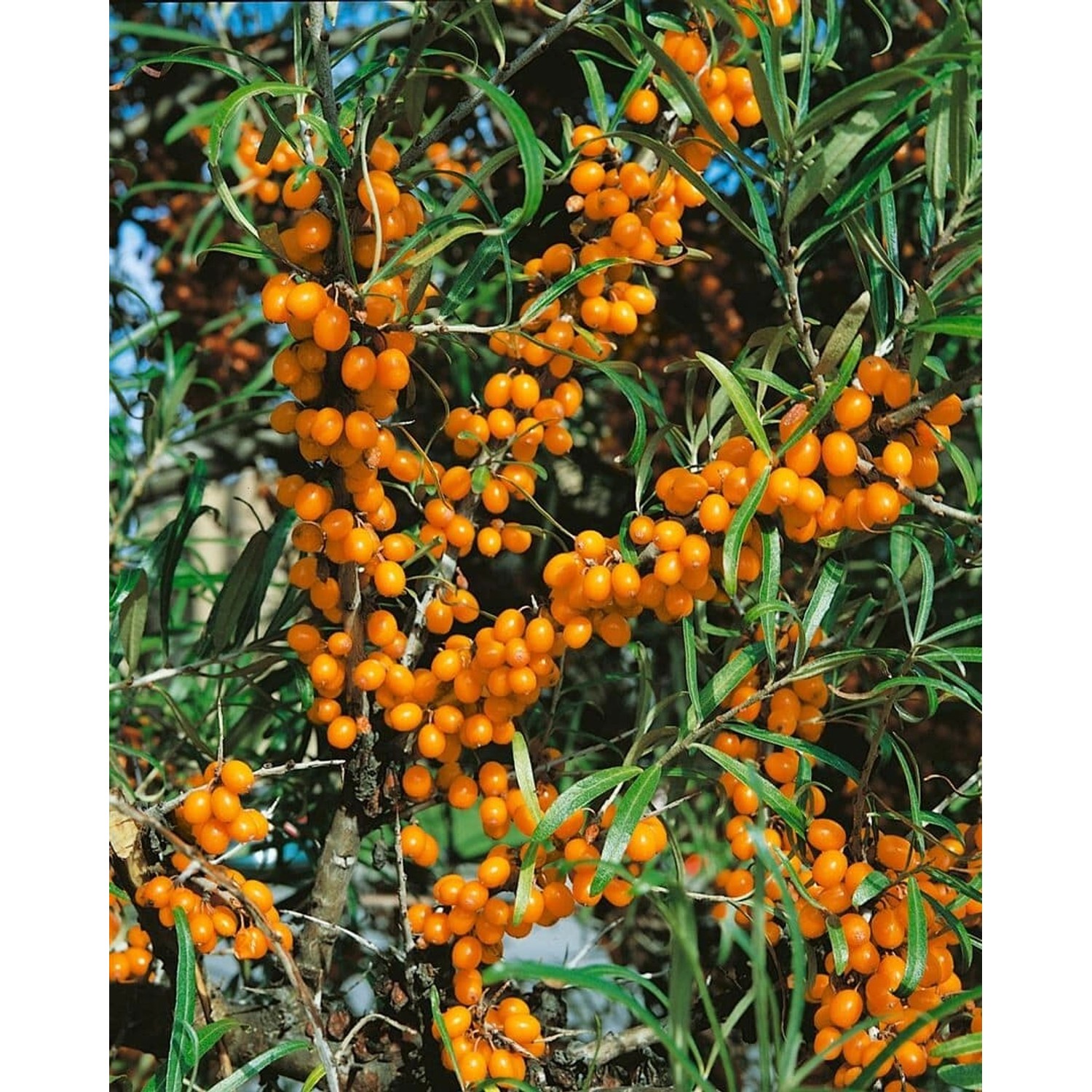 Hippophae Rhamnoides Friesdorfer Orange Sanddorn Orange 40–60 Cm günstig online kaufen