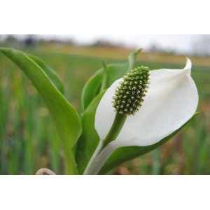 Nahaufnahme der weißen Blüte des Kamschatka-Scheinkalla (Lysichiton camtschatcensis) im Topf.