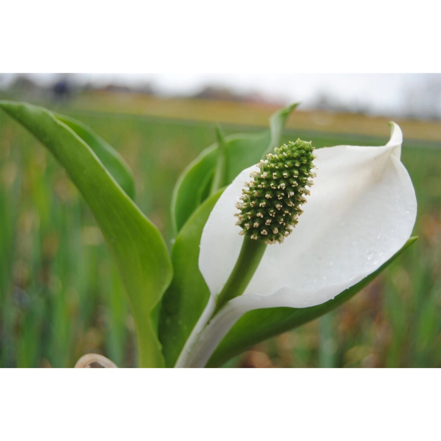 Lysichiton Camtschatcensis Kamschatka Scheinkalla Ca. 11x11 cm Topf günstig online kaufen